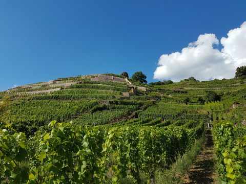Weinberg Weingut Aust