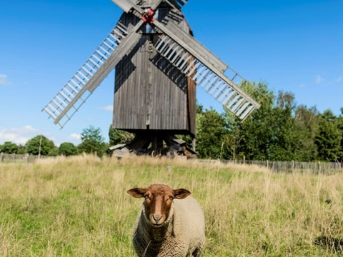 Bockwindmühle Bad Düben