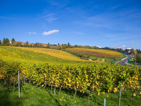 Pesterwitzer Weinberg