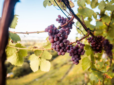 Reifer Wein in Pillnitz