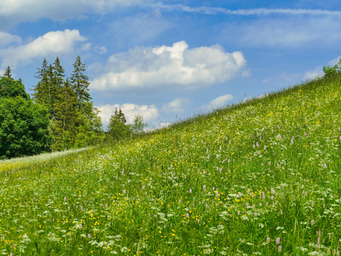 Bergwiese Osterzgebirge