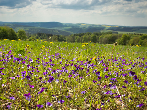 wilde Veilchen am Schwartenberg