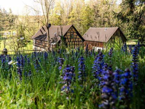 Blumen an der Kienmühle