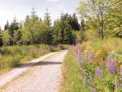 Wanderung auf dem Kamm des Erzgebirges