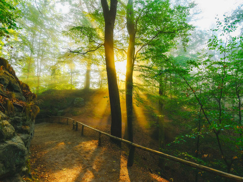 Sonnenlicht im Wald