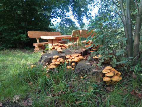 Rastplatz am Naturerlebnispfad Guttauer Teiche