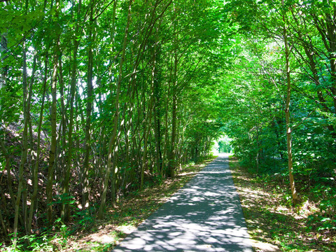 Überwachsene, alte Bahntrasse vor Wurzen