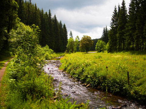 Mulde bei Holzhau