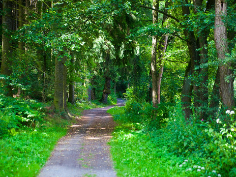 Wald bei Weißenborn