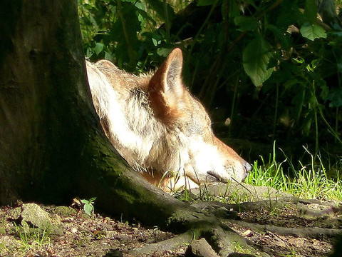 Wildgehege Moritzburg