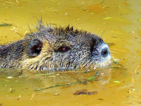 Wildgehege Moritzburg