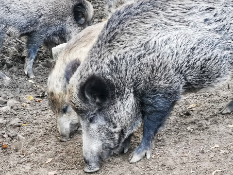 Wildgehege Moritzburg