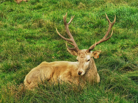Wildgehege Moritzburg