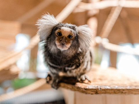 Wildpark Osterzgebirge