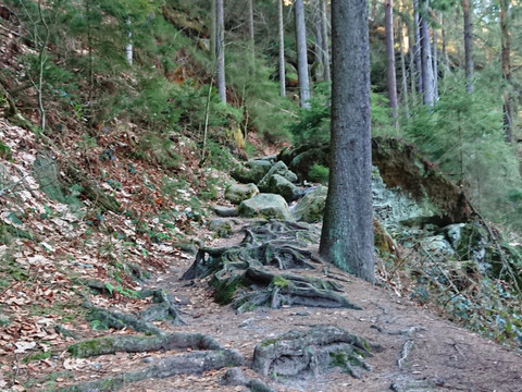 Aufstieg aus dem Polenztal