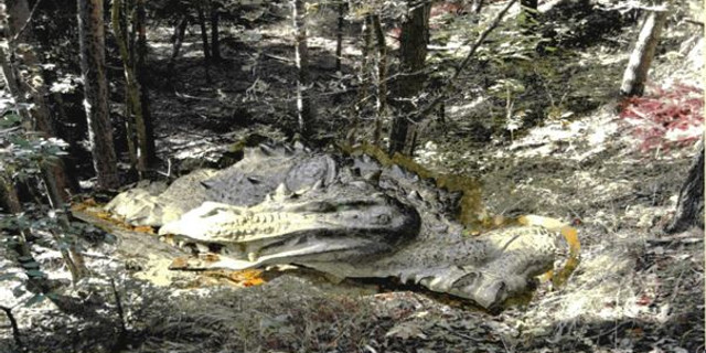 Lindwurm am Lindigweg