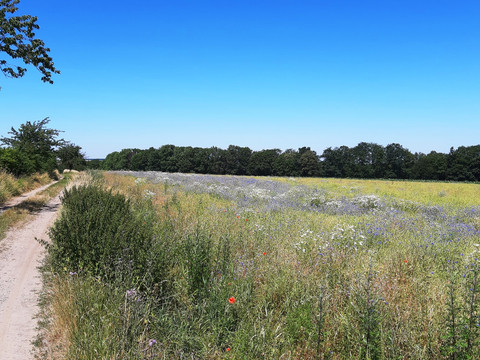Feldweg auf der Somsdorfer Höhe