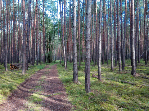 Wanderung durch Kiefernwälder