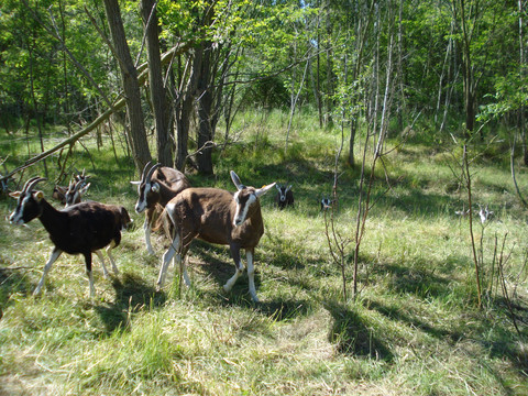 Berzdorfer See, Ziegengehege