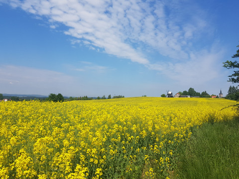 Blick über das Rapsfeld zur Bockwindmühle