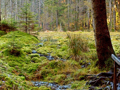 Grünheider Hochmoor