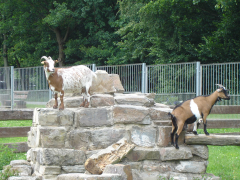Das Tiergehege der Stadt Greiz