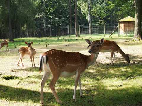 Das Tiergehege der Stadt Greiz