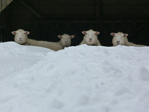 Tiergehege am Schneckenstein im Winter