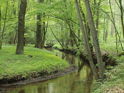 Elligastbach im Röderauwald Zabeltitz