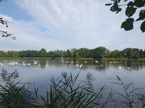 Großer Teich mit Schwänen