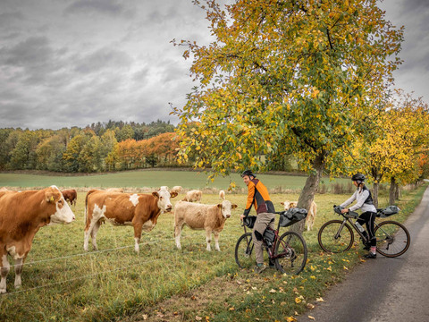 Tierische Begegnungen oberhalb von Ulbersdorf