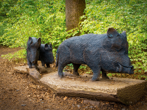 Wildschweine Grafenschatzweg