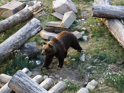 Bärengraben Schloss Hartenfels