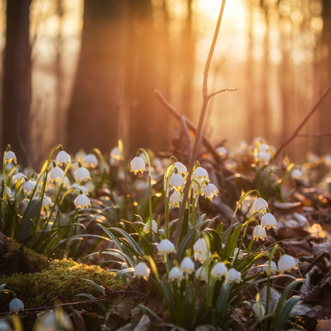 Märzenbecher Zwölfgehren in Erbsen