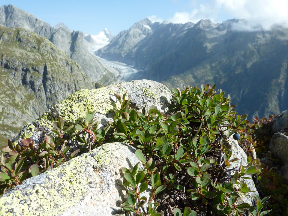 Wanderung vom Eggishorn via Märjelensee zur Fiescheralp