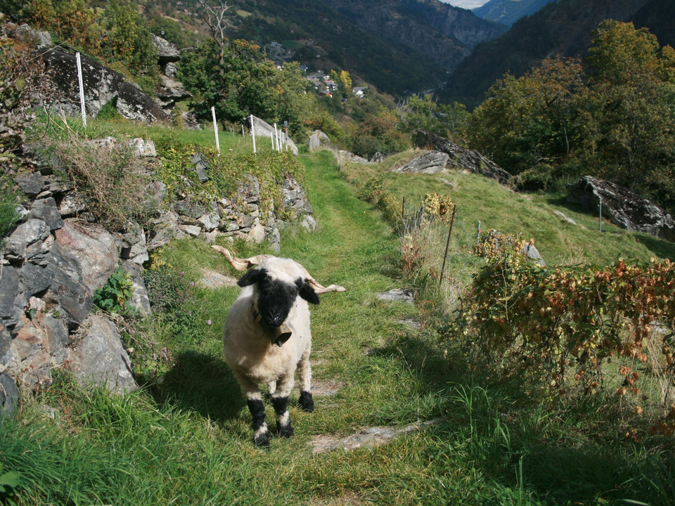 Rundwanderung von Mörel-Filet via Salzgäb nach Bitsch, Naters und zurück
