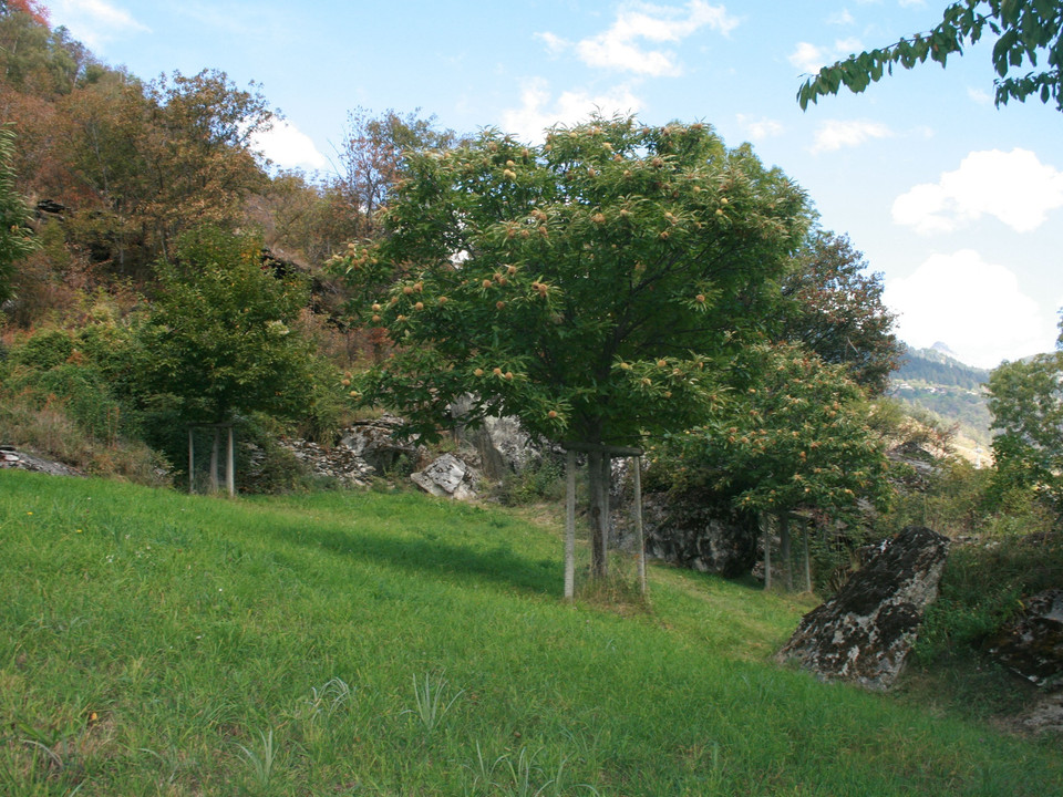 Rundwanderung von Mörel-Filet via Salzgäb nach Bitsch, Naters und zurück