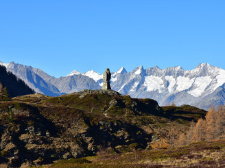 Steinadler Simplonpass