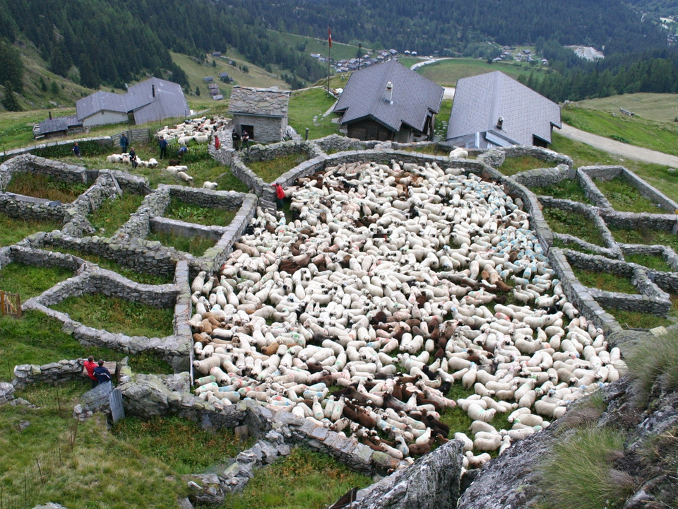 Färrich mit Schafen