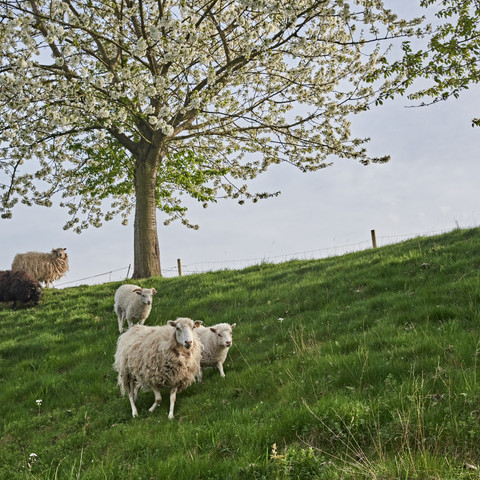 Streuobstwiese mit Schafen bei Lippoldshausen