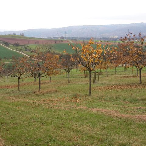 Obst-Sortengarten mit historischen Sorten in Lippoldshausen