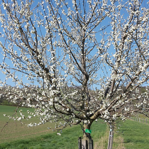 Junganlage eines Obst-Sortengartens