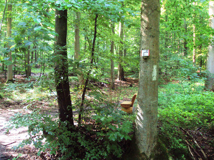 Salzgitter Höhenzug, Wanderweg 27 Wegeführung mit Rastbank