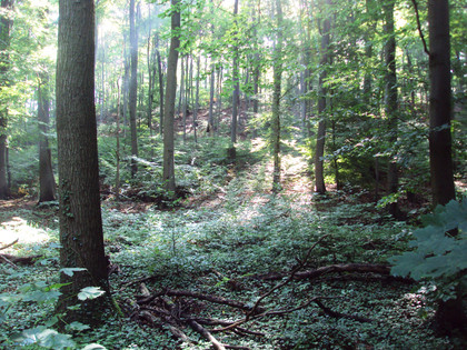 Salzgitter Höhenzug, Wanderweg 27 Waldansicht