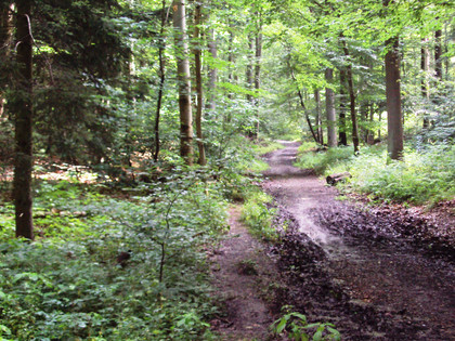 Salzgitter Höhenzug, Wanderweg 27 Aufstieg Richtung Burgruine Lichtenberg