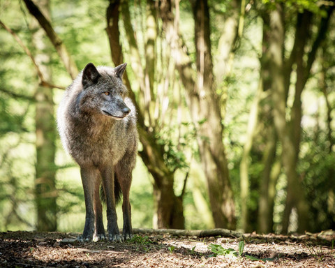 Der Wolf im Wildgehege des WildtierParks Edersee