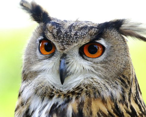 Ein Eule der Greifenwarte des WildtierParks Edersee