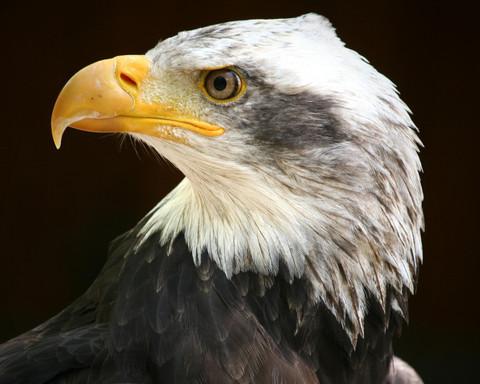 Ein Seeadler der Greifenwarte des WildtierParks Edersee