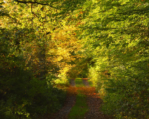Herbstlicher Waldweg am Urwaldsteig Edersee