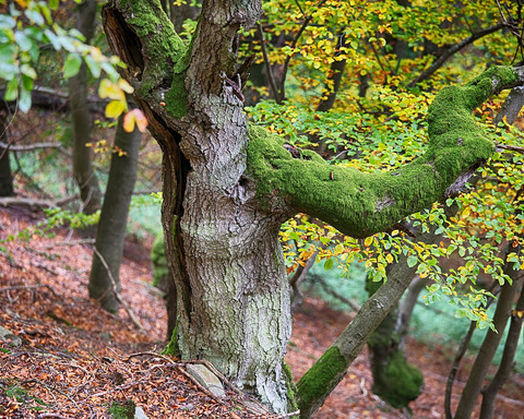 Urig gewachsene Buchen auf dem Urwaldsteig Edersee